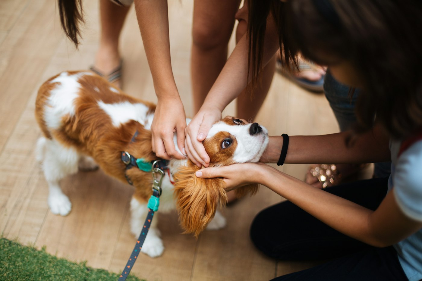 Two people gently petting a spaniel