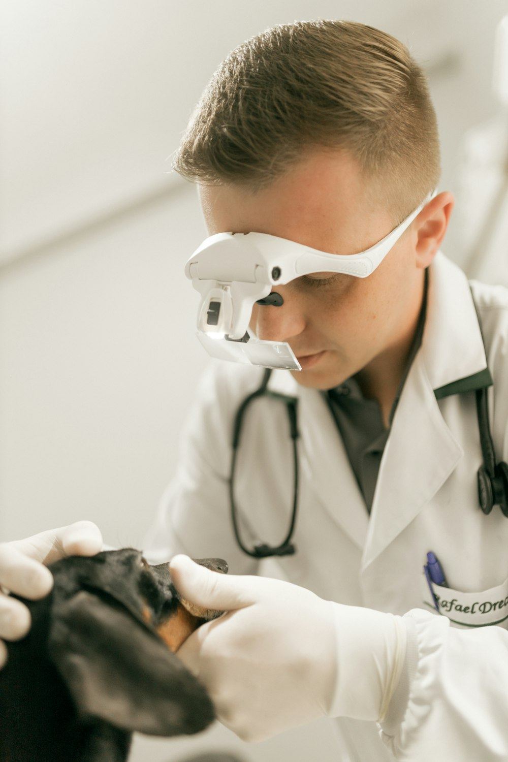 A young veterinarian wearing magnifying loupes as he examines a dog