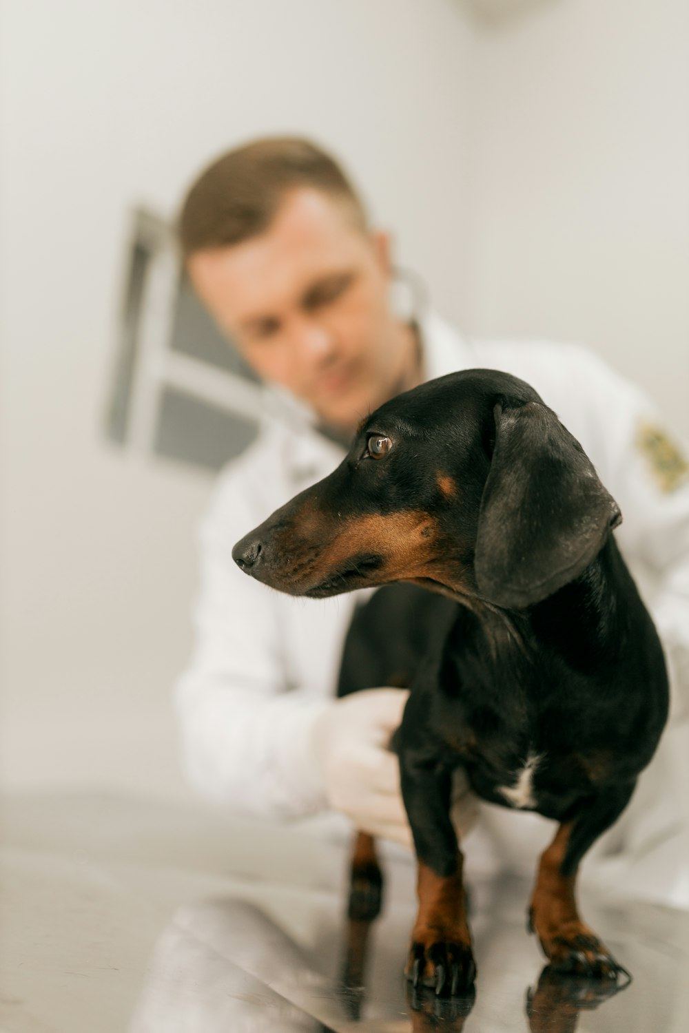 A veterinarian in a white coat examining a dachshund