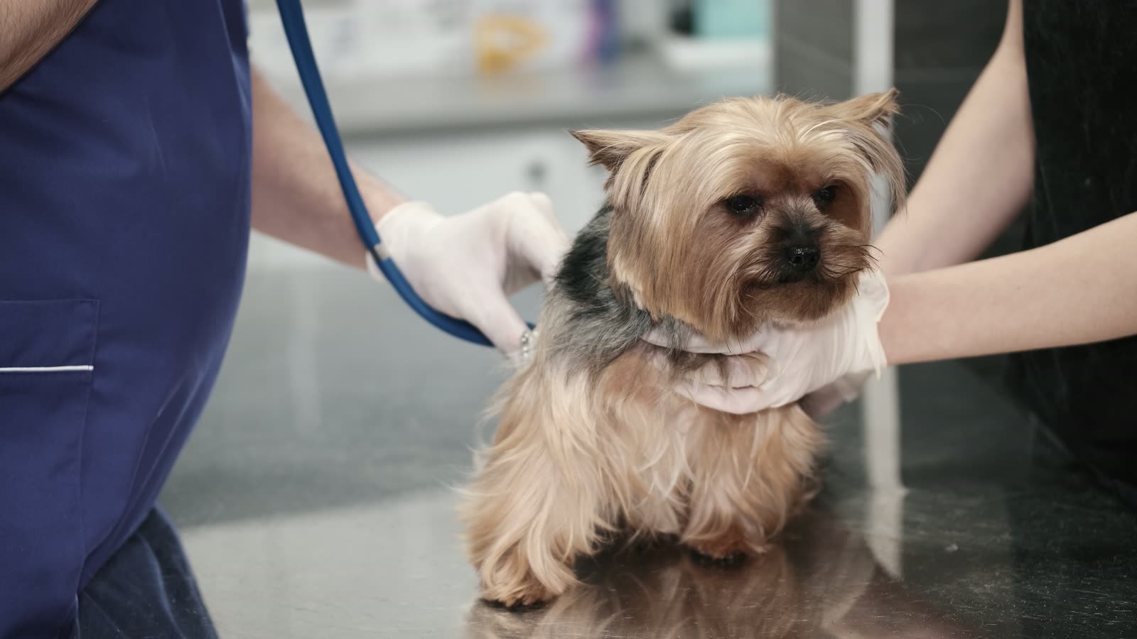A Yorkshire terrier standing on an exam table while a veterinary team steadies it and listens to its chest with a stethoscope