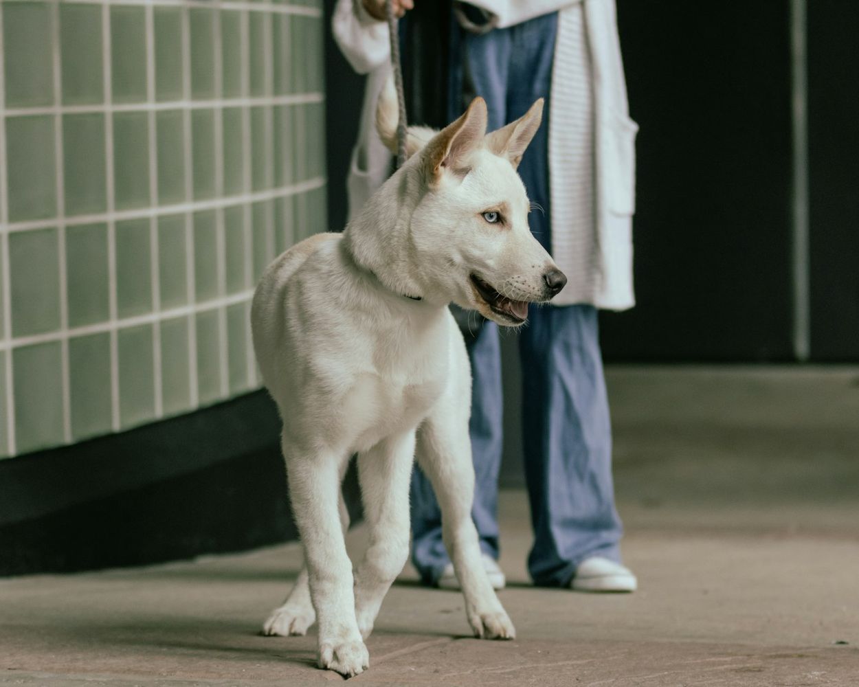 A white dog standing in a clinic corridor beside its owner