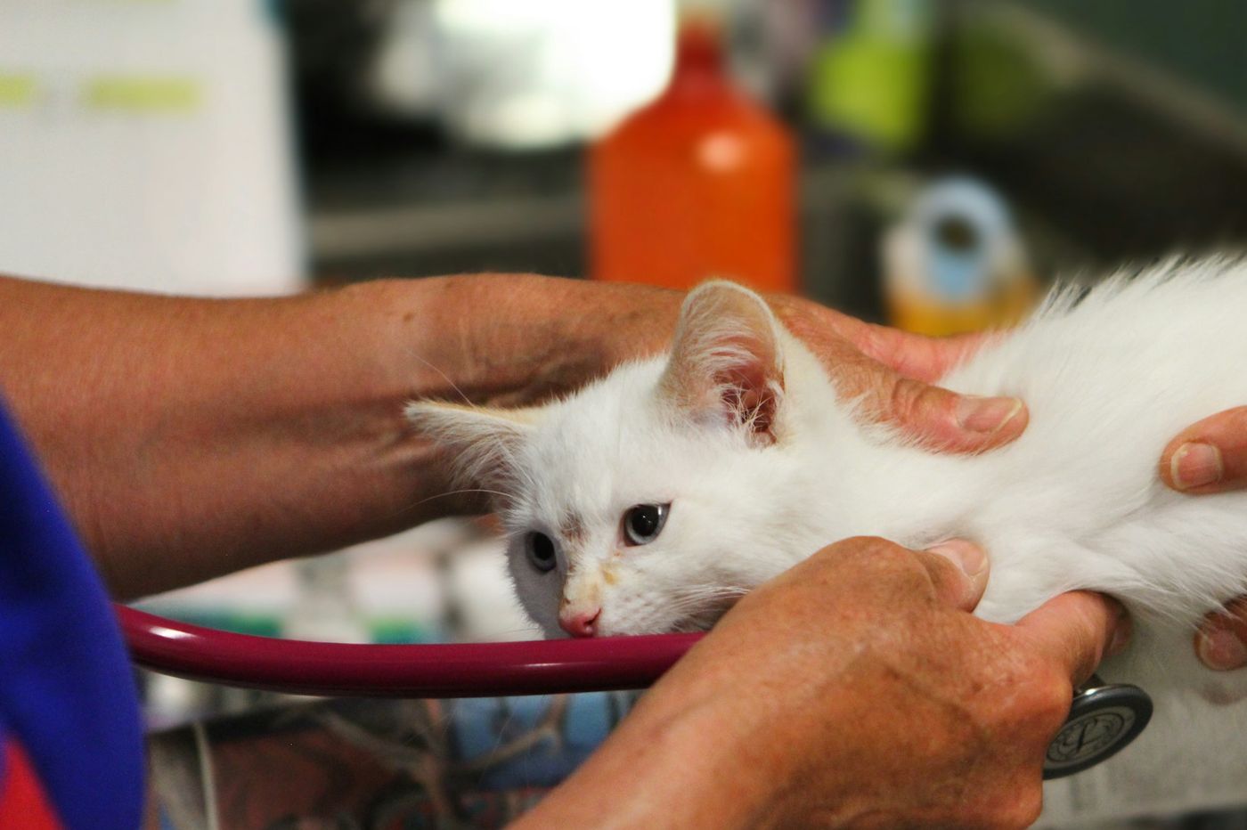 An experienced veterinarian's hands gently examining a white kitten with a stethoscope