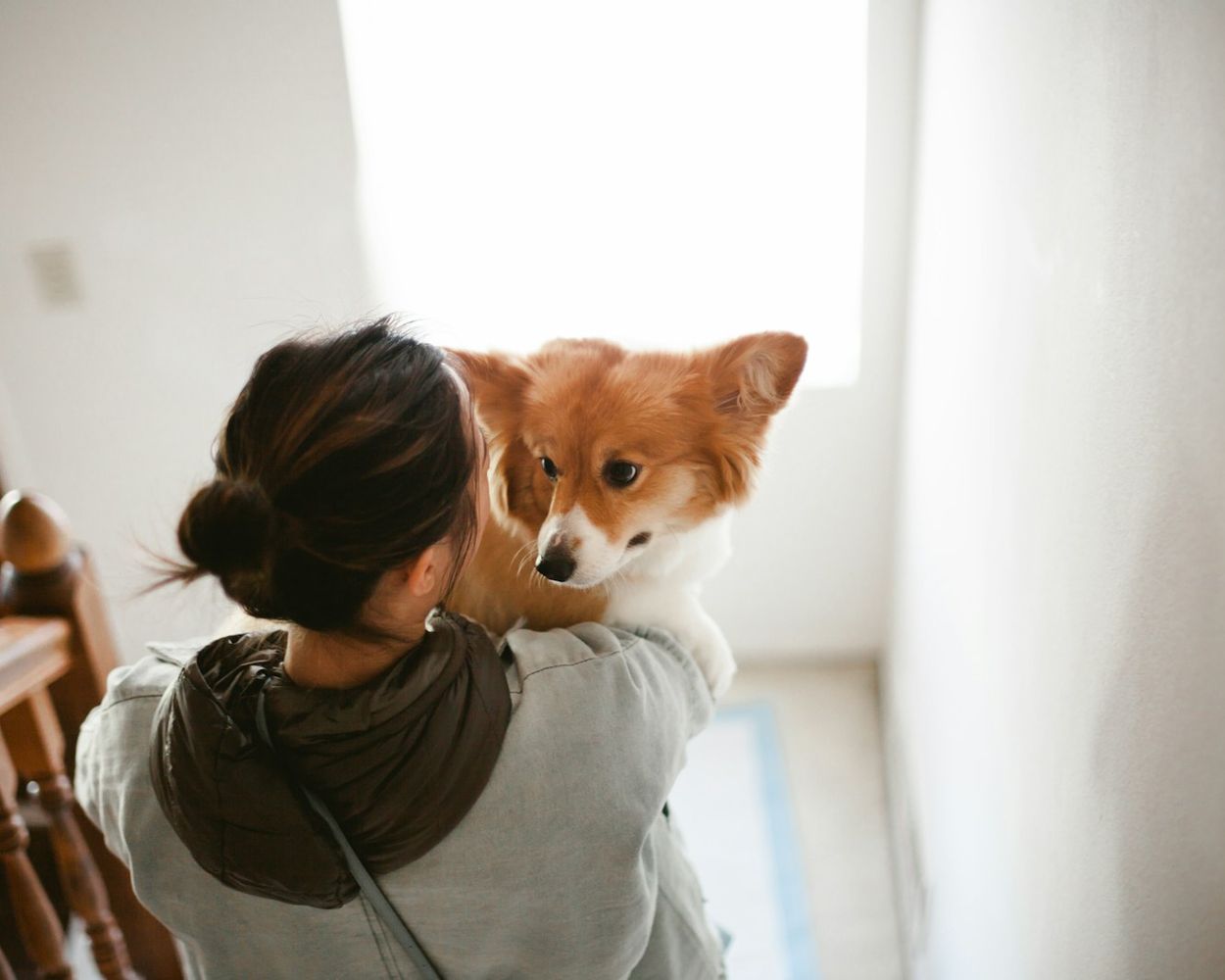 A woman holding a small corgi up to the light from a window