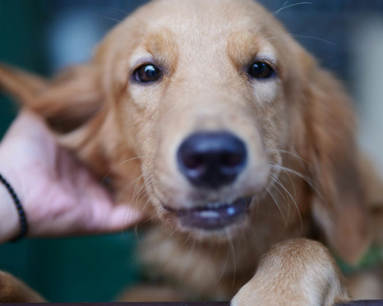 A golden retriever looking into the camera with a hand scratching behind its ear
