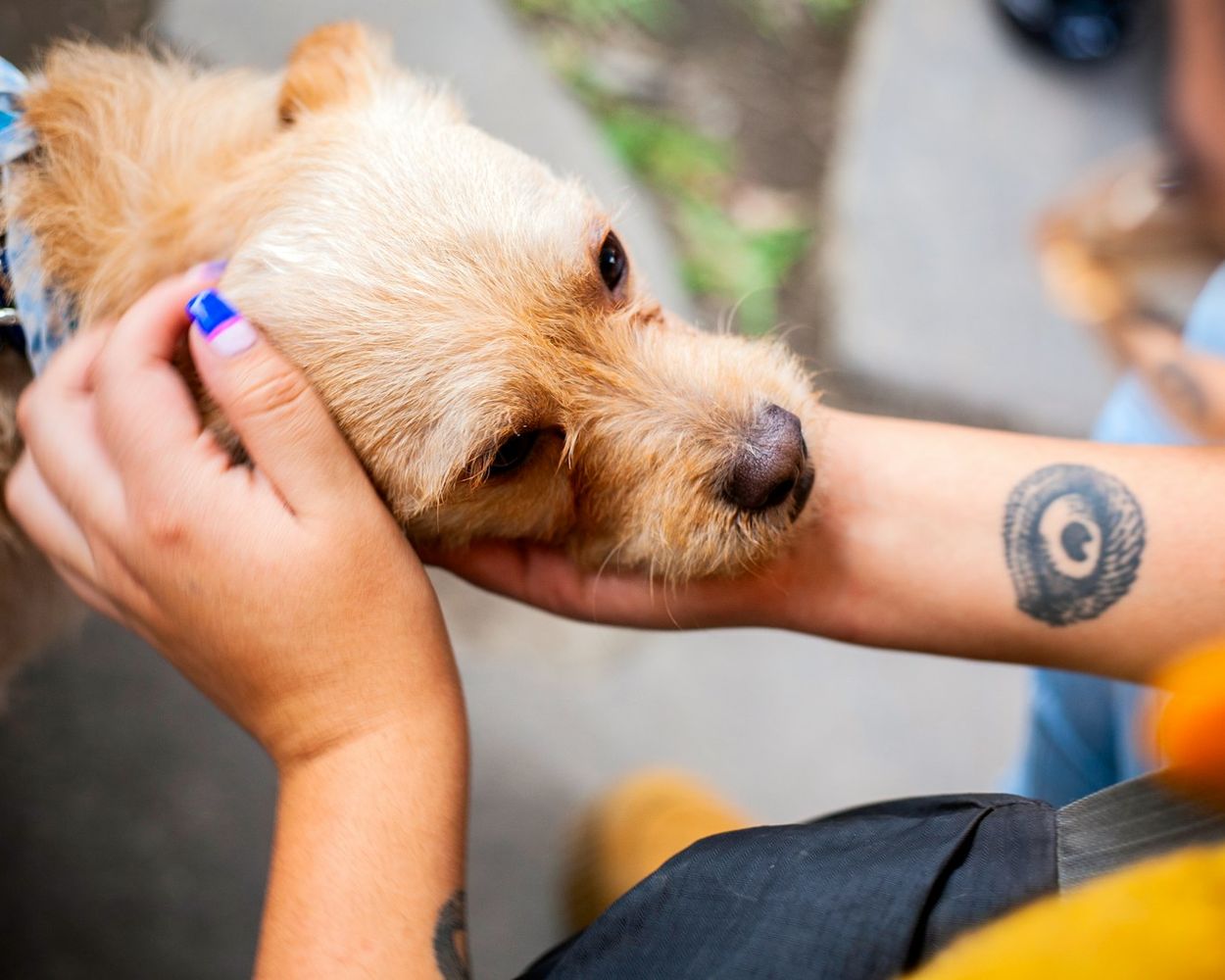 A hand gently cradling a dog's face, a small blue-painted fingernail against the fur