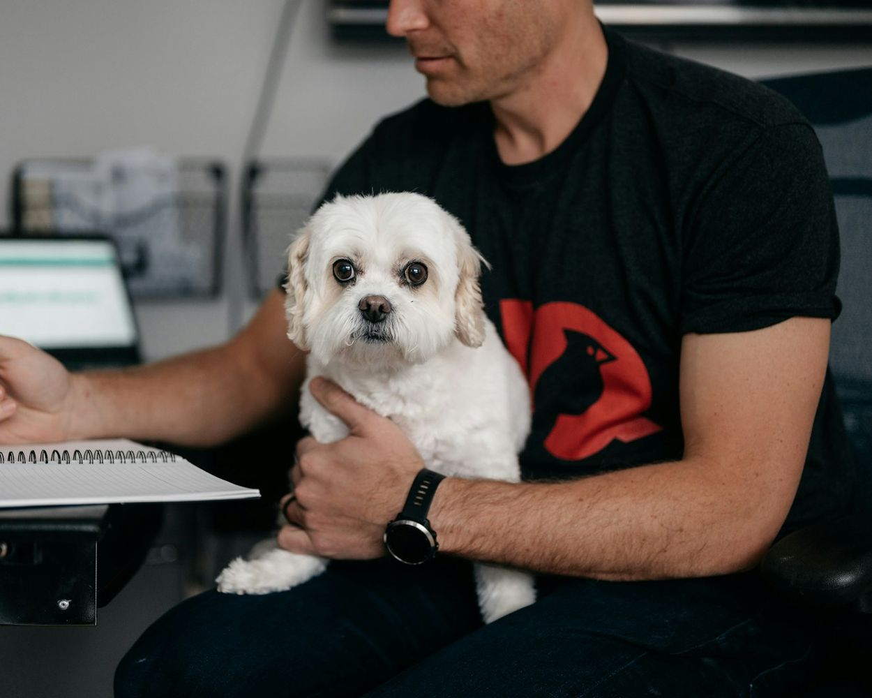 A person working at a desk with a laptop and notebook, a small white dog resting on their lap